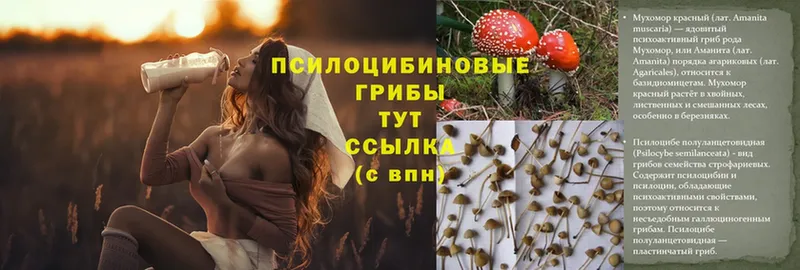 купить  сайты  Кстово  Псилоцибиновые грибы Magic Shrooms 